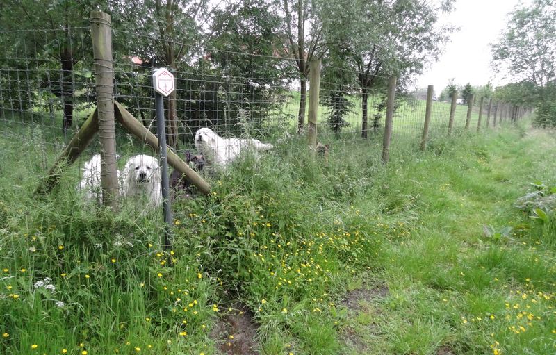 voetweg